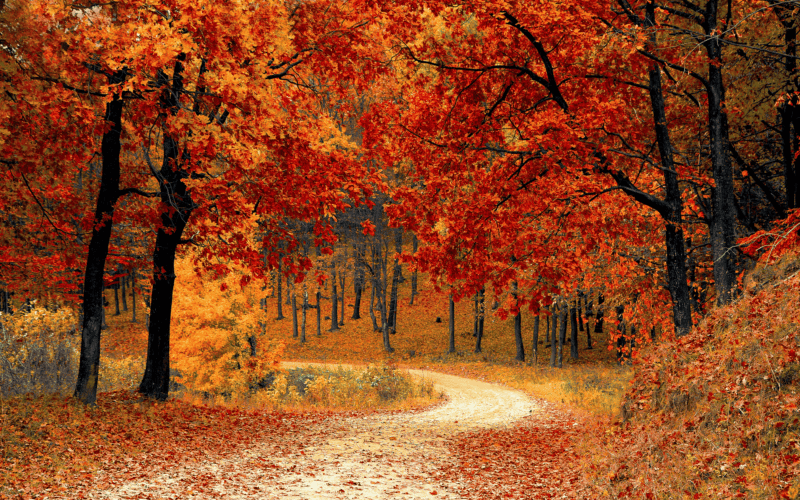&nbsp;CANVA