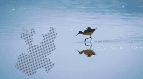 La Laguna de Sayula, por ejemplo, es un ecosistema vivo que alberga a decenas de especies migratorias anualmente. ESPECIAL /CANVA