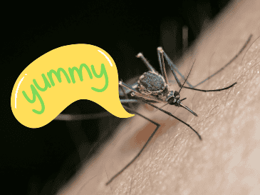 Los mosquitos no dependen de una sola señal para encontrar a una persona. ESPECIAL/Canva