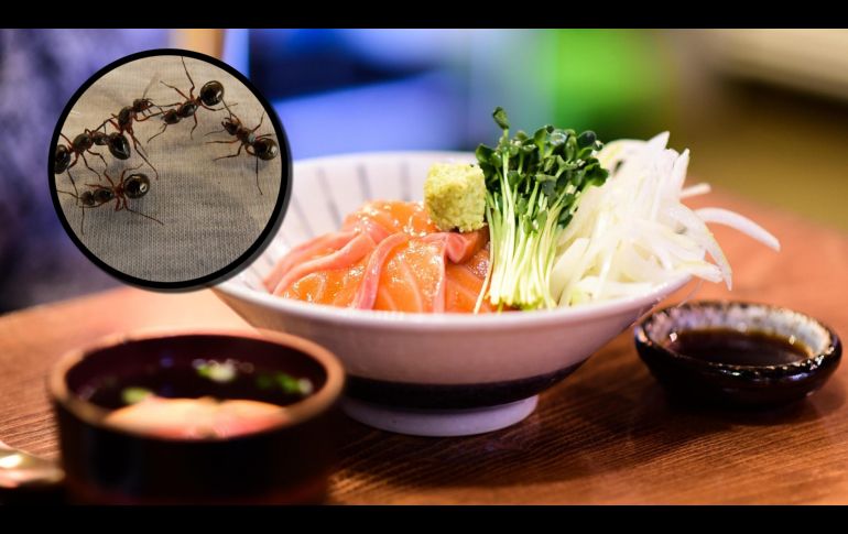 Se comprobó que el restaurante sirvió entre abril de 2021 y enero de 2025 hormigas secas importadas de Estados Unidos y Tailandia. ESPECIAL/PIXABAY