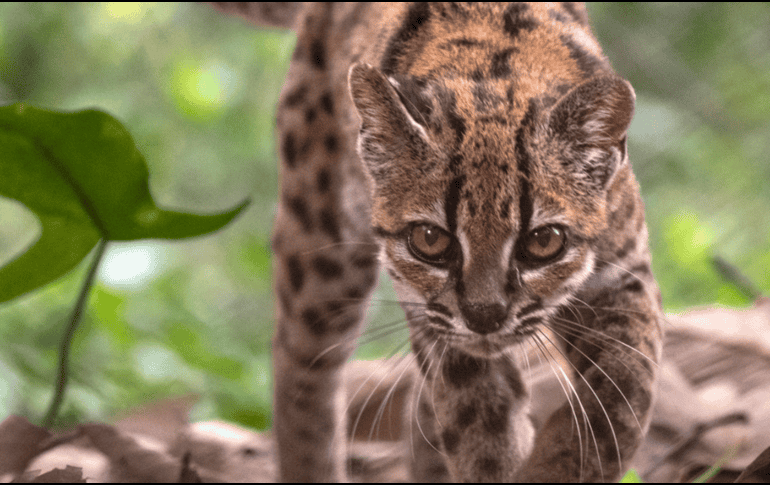 Fotografía cedida por Fernando Faciole/National Geogrpahic que muestra una nueva especie de felino silvestre. La especie, bautizada como Leopardus tilcayo o gato tilcayo, fue identificada mediante el análisis de ADN de ejemplares históricos- EFE/ F. Faciole/National Geogrpahic