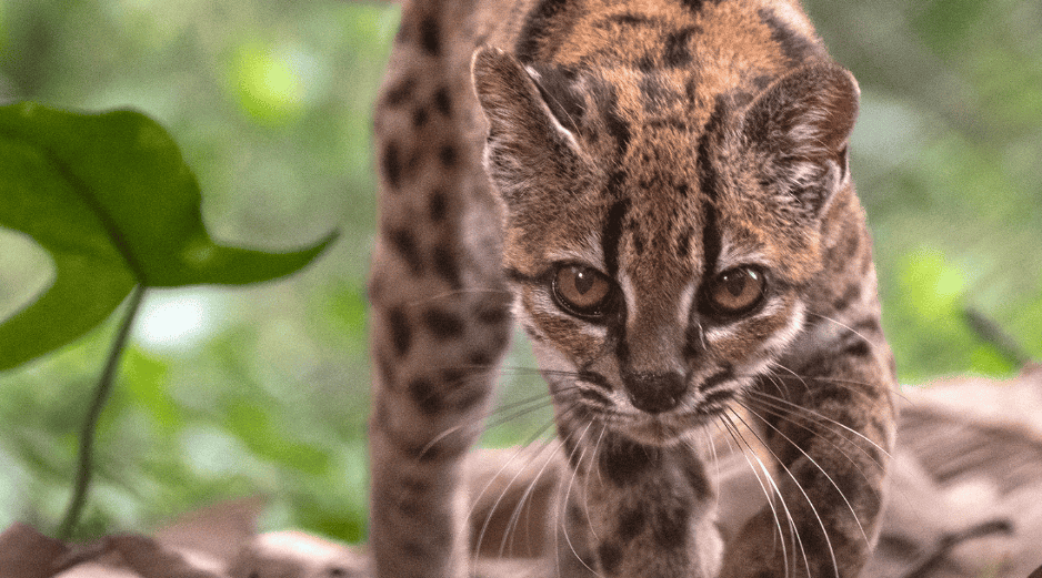 Fotografía cedida por Fernando Faciole/National Geogrpahic que muestra una nueva especie de felino silvestre. La especie, bautizada como Leopardus tilcayo o gato tilcayo, fue identificada mediante el análisis de ADN de ejemplares históricos- EFE/ F. Faciole/National Geogrpahic