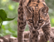 Fotografía cedida por Fernando Faciole/National Geogrpahic que muestra una nueva especie de felino silvestre. La especie, bautizada como Leopardus tilcayo o gato tilcayo, fue identificada mediante el análisis de ADN de ejemplares históricos- EFE/ F. Faciole/National Geogrpahic