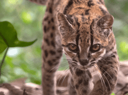Fotografía cedida por Fernando Faciole/National Geogrpahic que muestra una nueva especie de felino silvestre. La especie, bautizada como Leopardus tilcayo o gato tilcayo, fue identificada mediante el análisis de ADN de ejemplares históricos- EFE/ F. Faciole/National Geogrpahic
