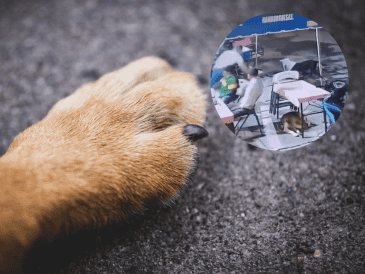 Personal de la Fiscalía de Michoacán inició las investigaciones por el delito de maltrato animal y la búsqueda de las víctimas. ESPECIAL/Unsplash