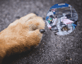 Personal de la Fiscalía de Michoacán inició las investigaciones por el delito de maltrato animal y la búsqueda de las víctimas. ESPECIAL/Unsplash