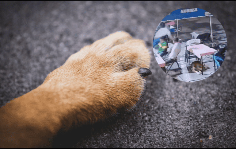 Personal de la Fiscalía de Michoacán inició las investigaciones por el delito de maltrato animal y la búsqueda de las víctimas. ESPECIAL/Unsplash