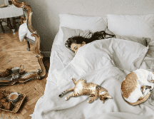 Aunque cada gato tiene una personalidad diferente, esta conducta suele estar asociada a emociones positivas y a una relación de confianza consolidada. CANVA