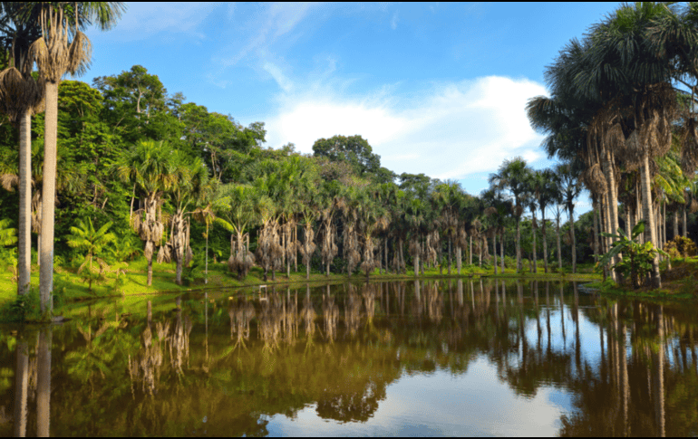 Ninguna intervención por sí sola fue suficiente para revertir las pérdidas de biodiversidad y de carbono en toda la zona de estudio. CANVA