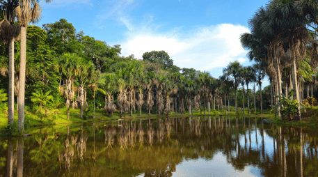 Ninguna intervención por sí sola fue suficiente para revertir las pérdidas de biodiversidad y de carbono en toda la zona de estudio. CANVA