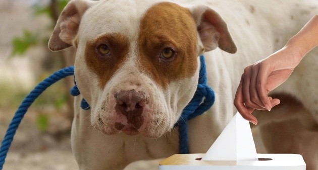 Por qué los perros estornudan al jugar? El verdadero significado