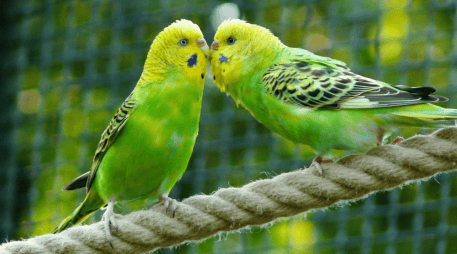 Los pericos, loros y guacamayas forman parte de la familia de los psitácidos, uno de los grupos de aves más afectados por el tráfico ilegal de especies en México.  CANVA