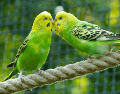 Los pericos, loros y guacamayas forman parte de la familia de los psitácidos, uno de los grupos de aves más afectados por el tráfico ilegal de especies en México.  CANVA