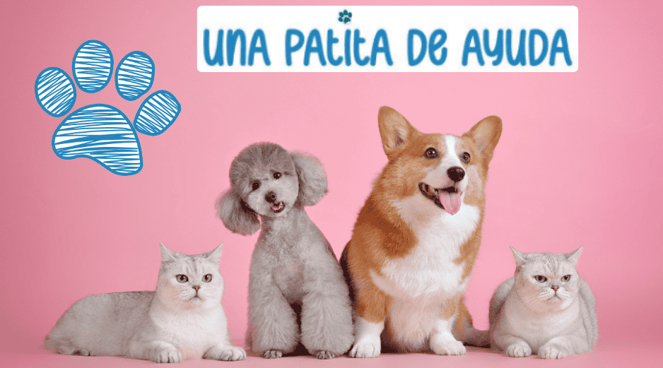 Asiste con toda tu familia y tus mascotas, aprovecha todas las actividades, servicios y talleres gratuitos que tienen preparadas para los asistentes. CANVA ESPECIAL