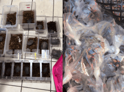 Los ejempleares rescatados de tarántulas de patas rojas y tortugas pecho quebrado mexicana, ambas especies son endémicas y están protegidas por la legislación mexicana. PROFEPA