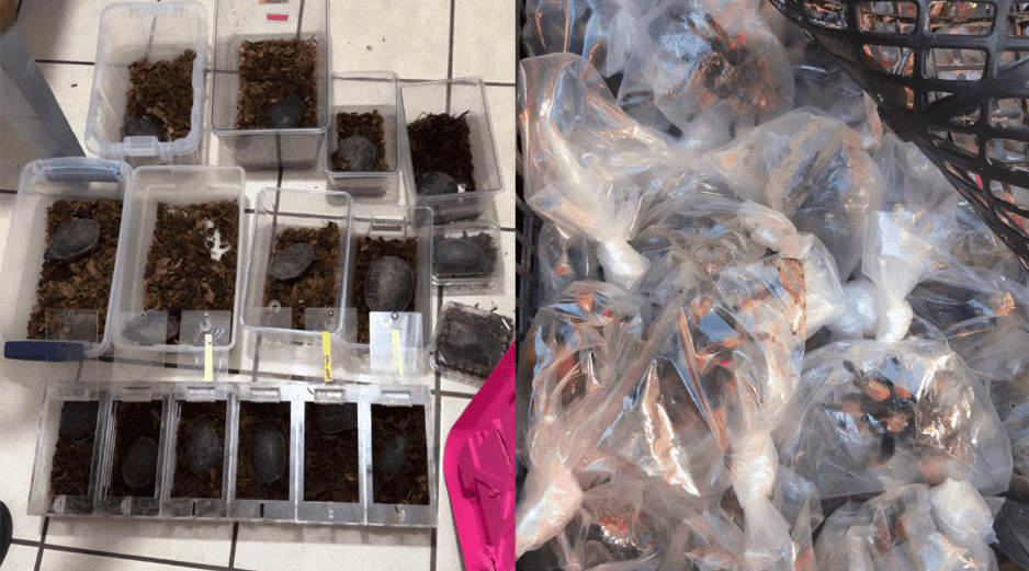 Los ejempleares rescatados de tarántulas de patas rojas y tortugas pecho quebrado mexicana, ambas especies son endémicas y están protegidas por la legislación mexicana. PROFEPA