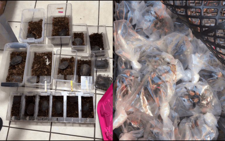 Los ejempleares rescatados de tarántulas de patas rojas y tortugas pecho quebrado mexicana, ambas especies son endémicas y están protegidas por la legislación mexicana. PROFEPA