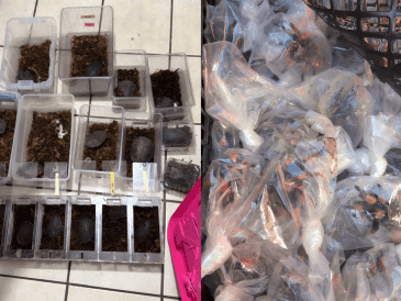 Los ejempleares rescatados de tarántulas de patas rojas y tortugas pecho quebrado mexicana, ambas especies son endémicas y están protegidas por la legislación mexicana. PROFEPA