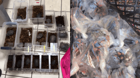 Los ejempleares rescatados de tarántulas de patas rojas y tortugas pecho quebrado mexicana, ambas especies son endémicas y están protegidas por la legislación mexicana. PROFEPA