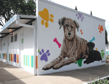 Esta infraestructura de primer nivel asegura que cada perro o gato rescatado reciba un tratamiento personalizado, preparándolos física y emocionalmente antes de ser integrados a una nueva familia. Gobierno de México
