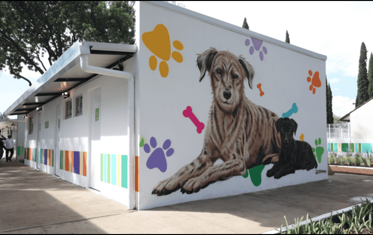 Esta infraestructura de primer nivel asegura que cada perro o gato rescatado reciba un tratamiento personalizado, preparándolos física y emocionalmente antes de ser integrados a una nueva familia. Gobierno de México