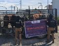 La camioneta, el remolque y los cuatro bovinos fueron trasladados a las instalaciones de la organización ganadera. ESPECIAL/ Secretaría de Seguridad Estatal