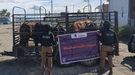 La camioneta, el remolque y los cuatro bovinos fueron trasladados a las instalaciones de la organización ganadera. ESPECIAL/ Secretaría de Seguridad Estatal