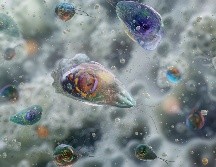 Autoridades de salud yucatecas se mantienen en alerta tras confirmarse un caso de la ameba Naegleria fowleri que causó la muerte de una persona. AFP/ARCHIVO
