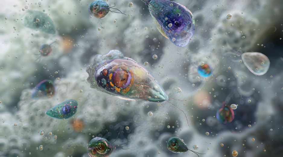 Autoridades de salud yucatecas se mantienen en alerta tras confirmarse un caso de la ameba Naegleria fowleri que causó la muerte de una persona. AFP/ARCHIVO