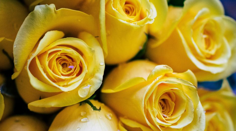Descubre las tres mejores florerías en Guadalajara, calificadas con 4.9 estrellas en Google, para unirte al trend de regalar flores amarillas este 21 de septiembre. Unsplash