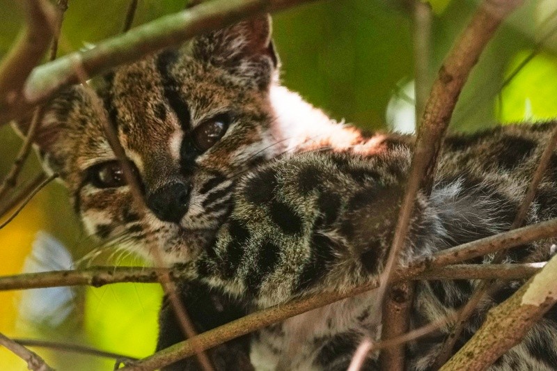 Un pequeño felino silvestre moteado, identificado como una nueva especie —Leopardus tilcayo—, descansa en el santuario de vida silvestre Senda Verde, el domingo 20 de septiembre de 2026, en la región boliviana de los Yungas, cerca de Coroico. AP/Juan Karita)