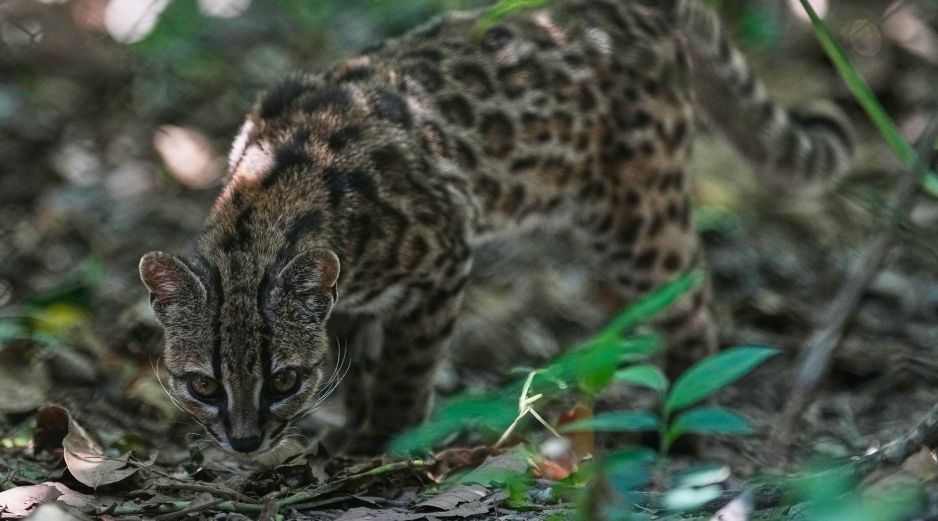 Un pequeño felino silvestre moteado, identificado como una nueva especie --Leopardus El descubrimiento de Leopardus tilcayo fue dado a conocer en la revista científica Current Biology, como resultado de una investigación realizada por un equipo internacional. AP/Juan Karita)