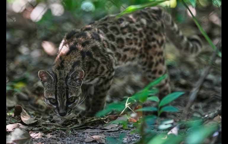 Un pequeño felino silvestre moteado, identificado como una nueva especie --Leopardus El descubrimiento de Leopardus tilcayo fue dado a conocer en la revista científica Current Biology, como resultado de una investigación realizada por un equipo internacional. AP/Juan Karita)