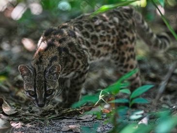 Un pequeño felino silvestre moteado, identificado como una nueva especie --Leopardus El descubrimiento de Leopardus tilcayo fue dado a conocer en la revista científica Current Biology, como resultado de una investigación realizada por un equipo internacional. AP/Juan Karita)