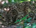 Un pequeño felino silvestre moteado, identificado como una nueva especie --Leopardus El descubrimiento de Leopardus tilcayo fue dado a conocer en la revista científica Current Biology, como resultado de una investigación realizada por un equipo internacional. AP/Juan Karita)