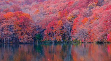 El otoño de 2026 ya está aquí y México ofrece paisajes boscosos impresionantes que rivalizan con destinos internacionales.  ESPECIAL/PIXABAY
