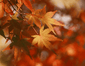 Este 22 de septiembre marca el inicio del otoño en el hemisferio norte. Un repaso por su duración exacta, los efectos físicos que provoca y las tendencias que dominarán los próximos meses. CANVA