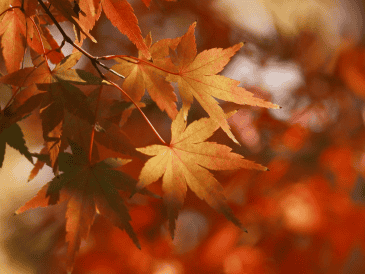 Este 22 de septiembre marca el inicio del otoño en el hemisferio norte. Un repaso por su duración exacta, los efectos físicos que provoca y las tendencias que dominarán los próximos meses. CANVA