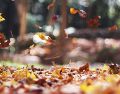 La búsqueda del equilibrio será crucial en el otoño. UNSPLASH