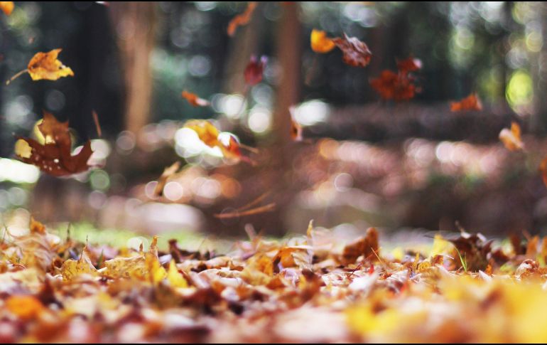 La búsqueda del equilibrio será crucial en el otoño. UNSPLASH
