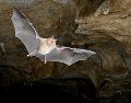 Un Rhinolophus ferrumequinum toma vuelo. Fotografía facilitada por Daniel Whitby
