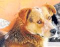 Esto dicen los expertos respecto a dejar a tu perro fuera de tu cama. SUN / ARCHIVO
