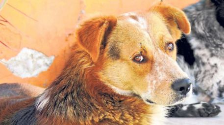 Esto dicen los expertos respecto a dejar a tu perro fuera de tu cama. SUN / ARCHIVO