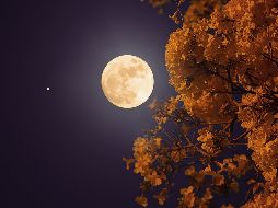 La Luna de la Cosecha alcanzará su máxima iluminación aproximadamente a las 10:49 horas del sábado 26 de septiembre. ESPECIAL/PEXELS