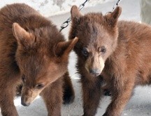 La protección de especies vulnerables está regulada por la Convención sobre el Comercio Internacional de Especies Amenazadas de Fauna y Flora Silvestres. PROFEPA