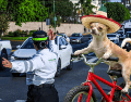 Este jueves 24 de septiembre, las fiestas patrias llegarán a las calles de Zapopan con una rodada muy especial. ESPECIAL/ EL INFORMADOR/ ARCHIVO/ Unsplash