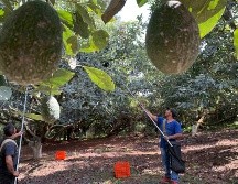 La ubicación fija de los árboles de aguacate y sus ingresos convierten esta actividad en un objetivo visible para grupos criminales. SUN/ARCHIVO