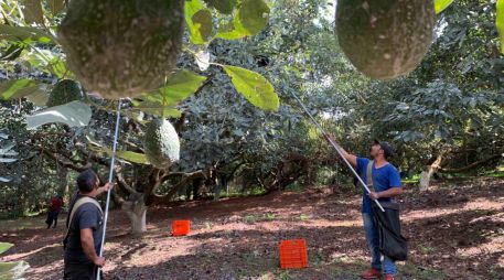 La ubicación fija de los árboles de aguacate y sus ingresos convierten esta actividad en un objetivo visible para grupos criminales. SUN/ARCHIVO