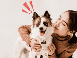 El estudio sugiere que podrían existir mecanismos de procesamiento similares entre humanos y perros sin que estos requieran capacidades consideradas propiamente humanas. CANVA