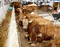 La industria ganadera busca abrir de nuevo las puertas del mercado estadounidense. EL INFORMADOR